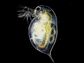 Description: Image of a Daphnia or water flea.