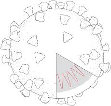 A Look at
        the Deadly, Spiky Covid-19 Particle